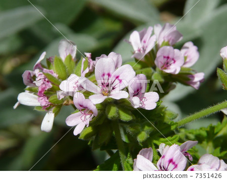 Centered geranium 7351426