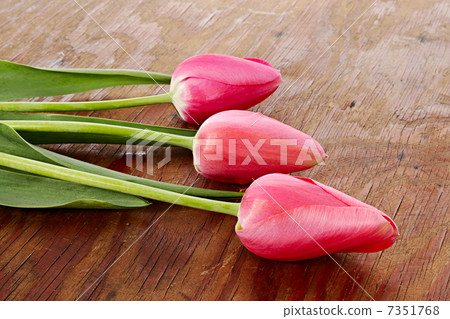 Three flowers Three flowers 7351768