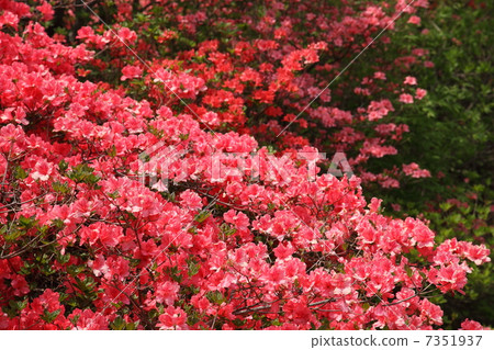 Mountain Azalea 7351937