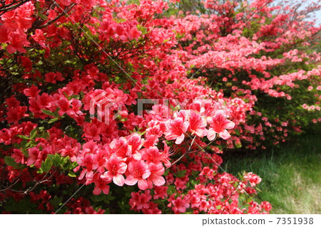 Mountain Azalea 7351938