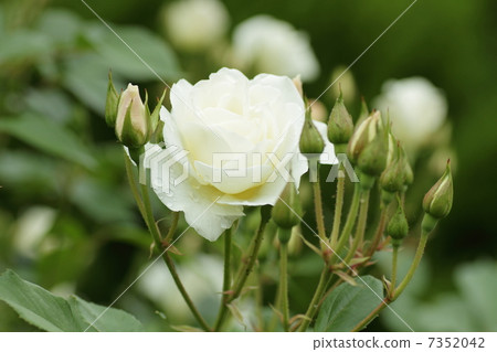 Roses Roses 7352042