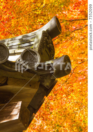 飯糰和秋葉 飯糰和秋葉 7352099