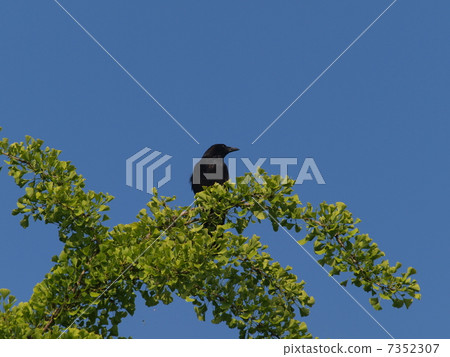 Hushoboso glass stopping in the ginkgo biloba of Shimonishi in the sky of May 7352307