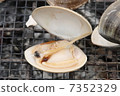 蛤 7352329