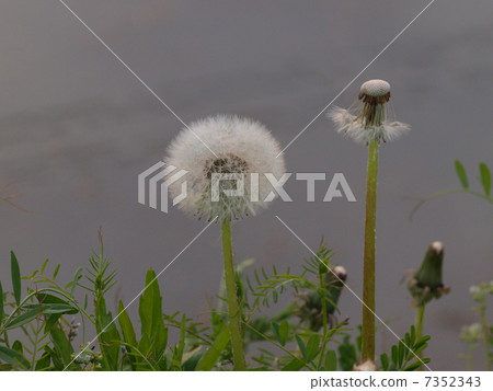 Dandelions to fly fluff 7352343