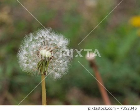 Dandelions to fly fluff 7352346