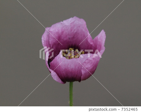 Purple poppy flowers (close-up horizontal position) Purple poppy flowers (close-up horizontal position) 7352465