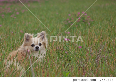 Dog Dog 7352477