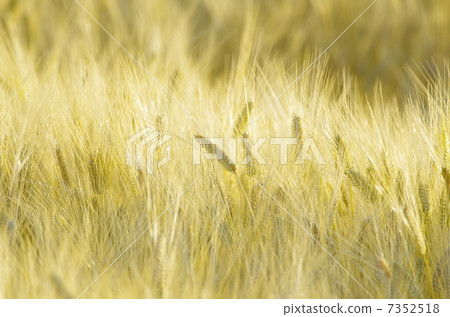 小麥金瓜的顏色 小麥金瓜的顏色 7352518