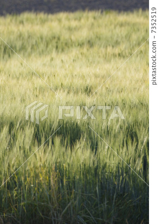 新綠色的麥田 新綠色的麥田 7352519