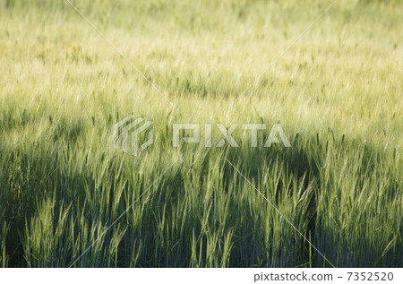 新綠色的麥田 7352520