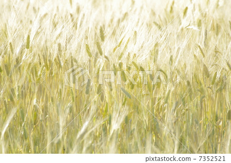 金色的麥田 金色的麥田 7352521