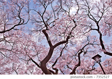 高櫻桃樹 7352527