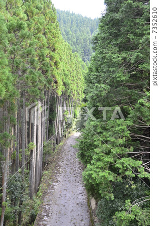 森林公路 7352610