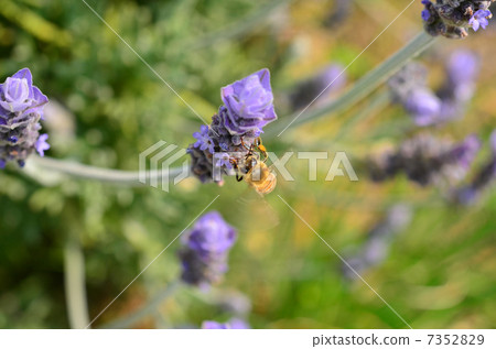 A bee 7352829