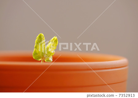 Futaba of morning glory 7352913