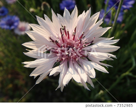 Yagurumagiku圖像(3) Yagurumagiku圖像(3) 7352985