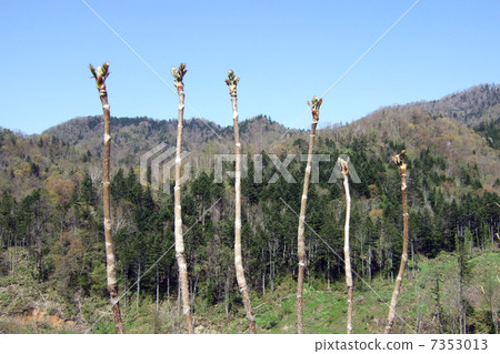 塔拉芽 塔拉芽 7353013