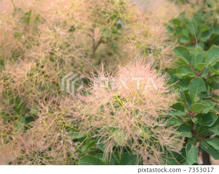 煙樹·小姐 煙樹·小姐 7353017