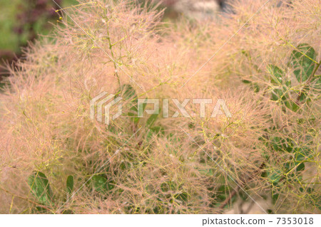 煙樹·小姐 煙樹·小姐 7353018