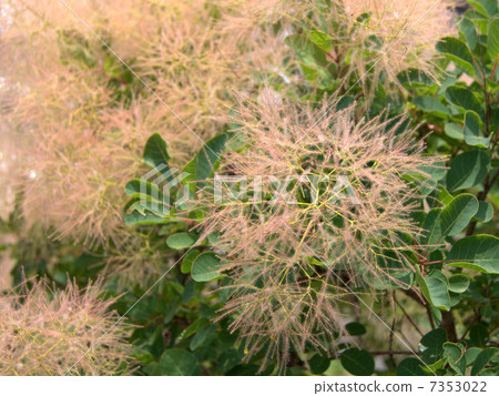 Smoke tree · Young lady Smoke tree · Young lady 7353022