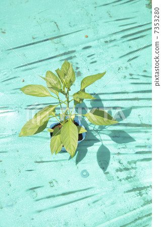 Red pepper seedling Red pepper seedling 7353280
