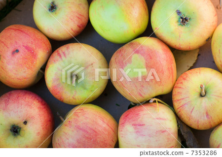 Container with fresh apples Container with fresh apples 7353286