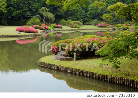 A vivid pink color of Ssukkei's flower and a scenery reflected on the lake surface 7353310