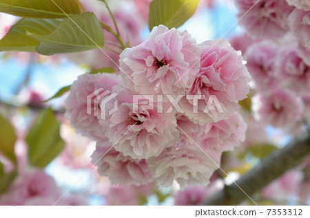 Fumogarezo cherry tree of Senbon Rimakado Fumogarezo cherry tree of Senbon Rimakado 7353312