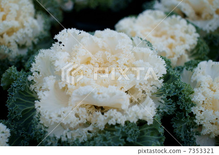 Habotan (white) 7353321