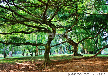 Sri Lankan trees Sri Lankan trees 7353454