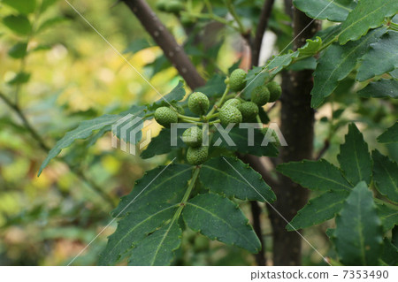 Pepper leaves and fruits 7353490