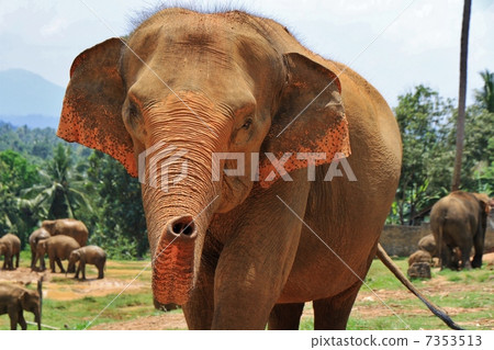 Pinnawala的亞洲象 7353513