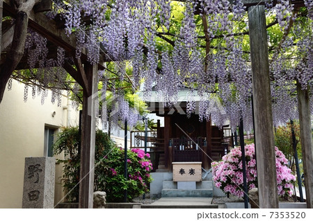 Noda Wister of Kasuga Shrine Noda Wister of Kasuga Shrine 7353520