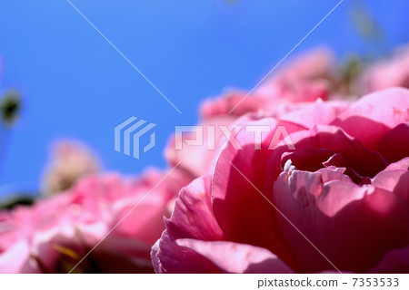 Care Free Wonder 7353533