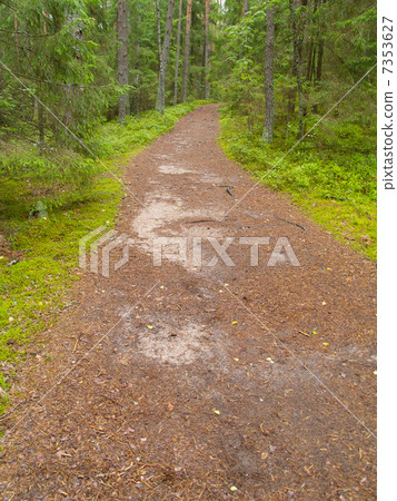 path in forest path in forest 7353627