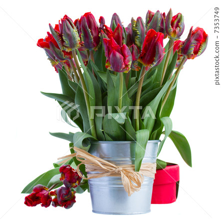 spring tulip flowers in pot with gift box 7353749