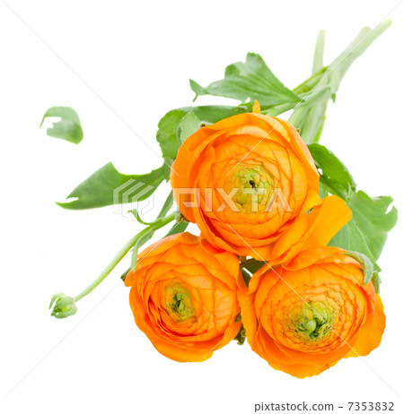 orange ranunculus flowers 7353832