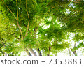 Leaves of green leaves and sun leaves Leaves of green leaves and sun leaves 7353883
