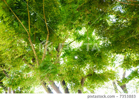 Leaves of green leaves and sun leaves 7353883