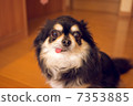 Chihuahua Chihuahua 7353885