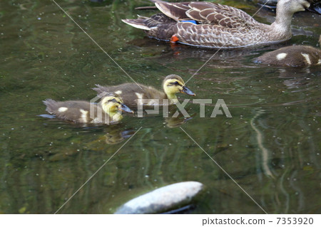 鴨 7353920