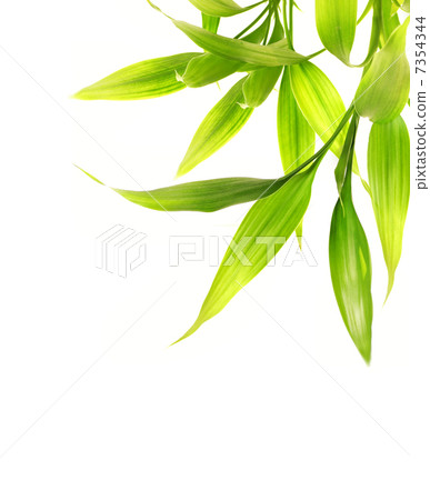 Bamboo leaves isolated on white background Bamboo leaves isolated on white background 7354344