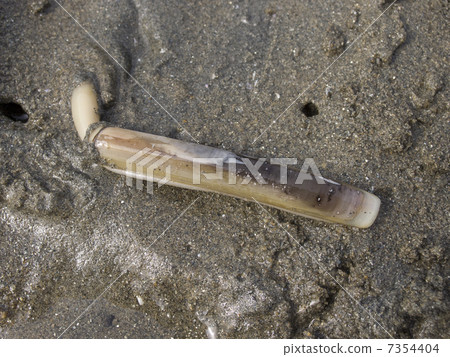 長竹蟶 長竹蟶 7354404