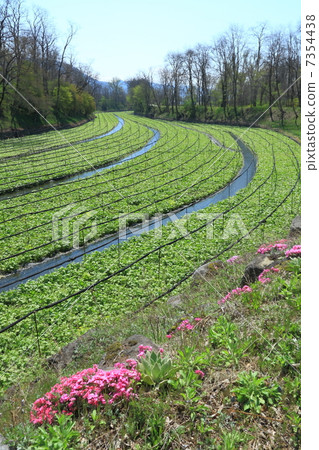Wasabi field 7354438