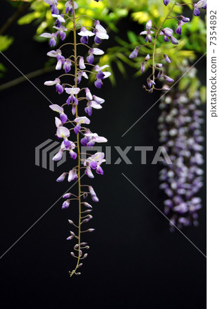 Wisteria Wisteria 7354892