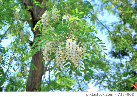 Flower of falseacacia 7354908