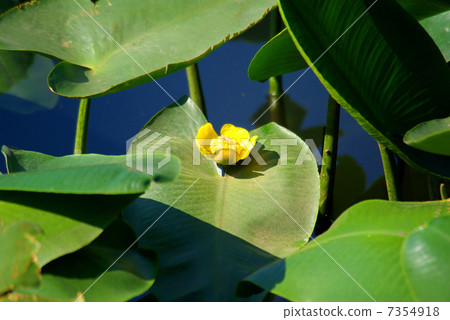 Flower of Kohone 7354918