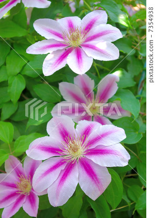 Clematis 7354938