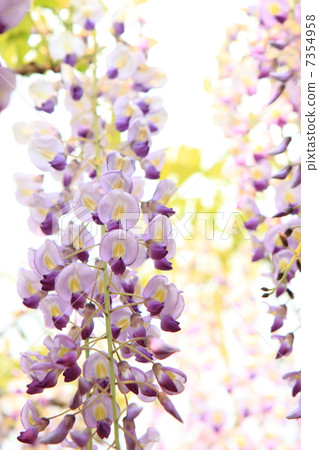  Wisteria flowers 7354958